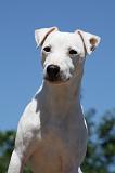 PARSON RUSSEL TERRIER 187